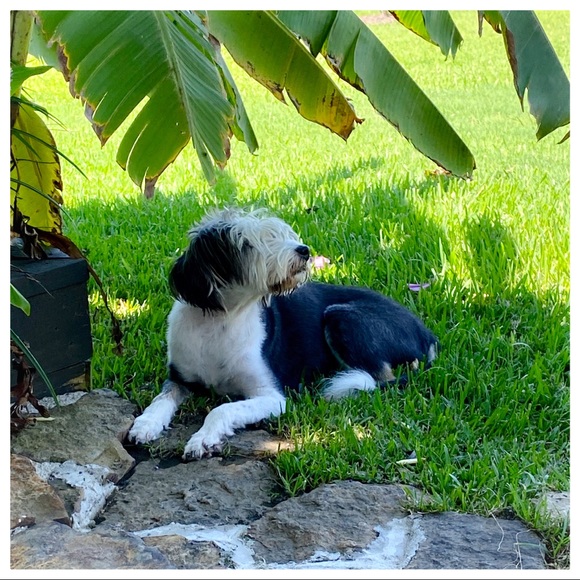 Meet your Posher, Gypsie - Picture 4 of 16